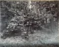 Wald
