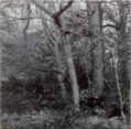 Wald